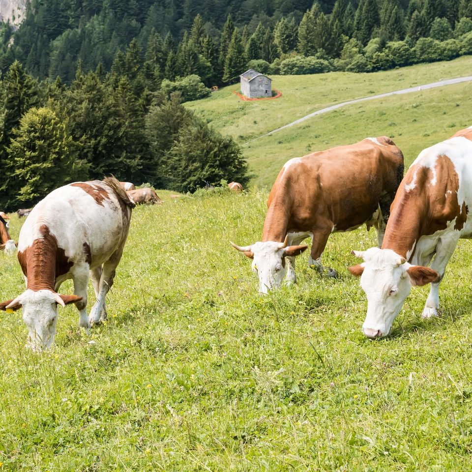 Evaluating fermented rapeseed meal for milk production in dairy cows