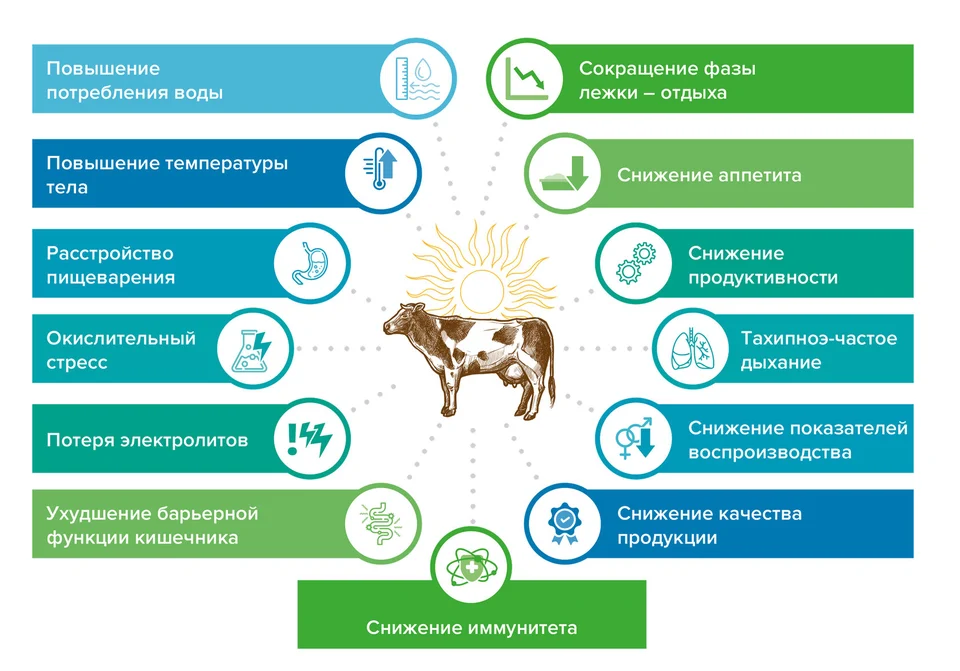 Preventing heat stress in farm animals and poultry