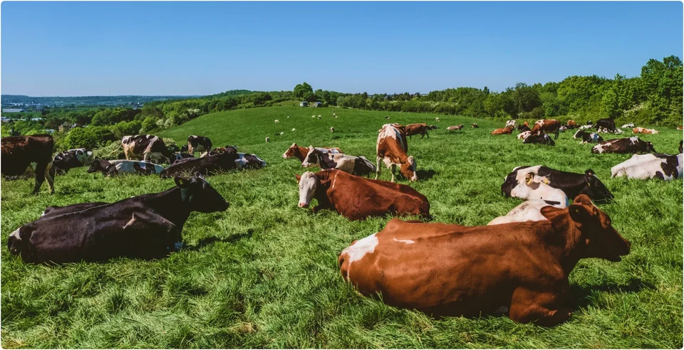 Evaluating Vinasse in lactating-cow diets