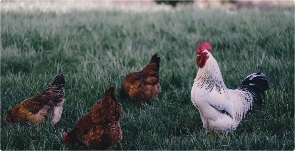 Effective approaches to stress prevention in poultry